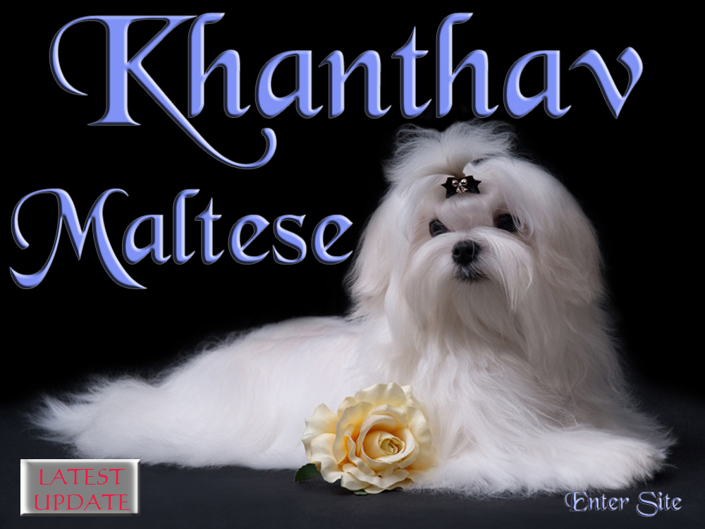 maltese puppy girl